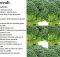 Broccoli e Proprietà Benefiche